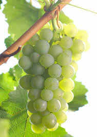Klase