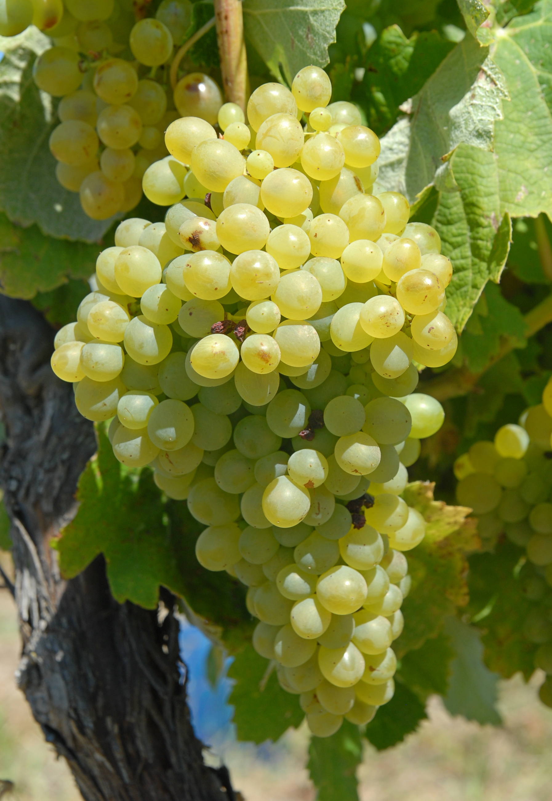 Klase